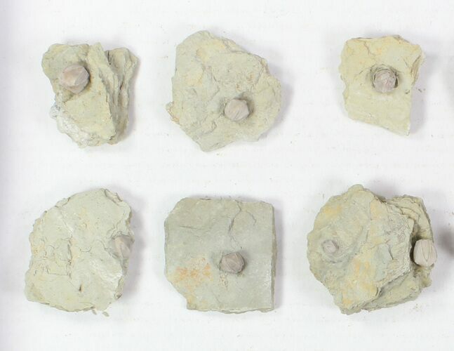Wholesale Lot of Blastoid Fossils On Shale - Pieces #78034